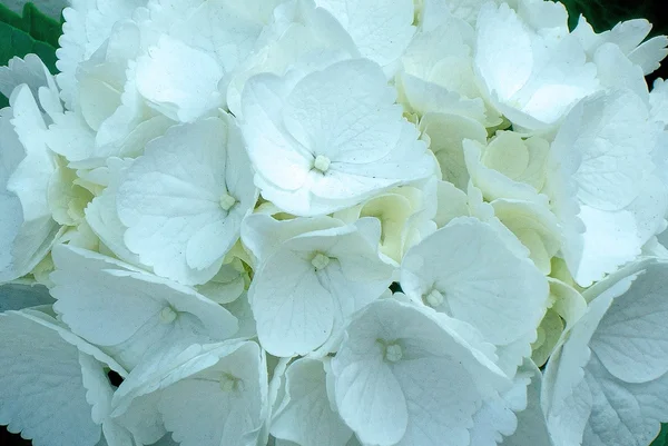 Pálida hermosa hortensias flores — Foto de Stock