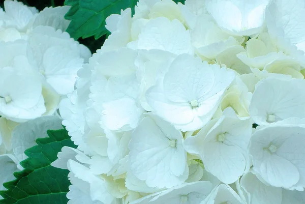 Pálida hermosa hortensias flores — Foto de Stock