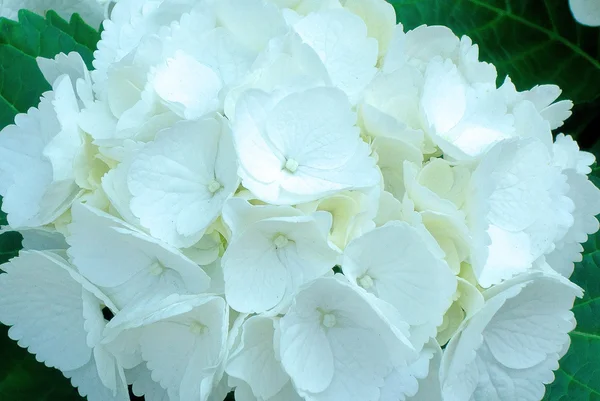 淡い美しいアジサイの花 — ストック写真