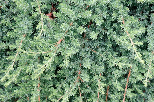 Rideau vert dans le confort de la plante — Photo