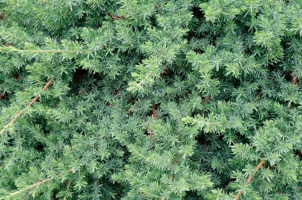 Cortina verde en la comodidad de la planta —  Fotos de Stock