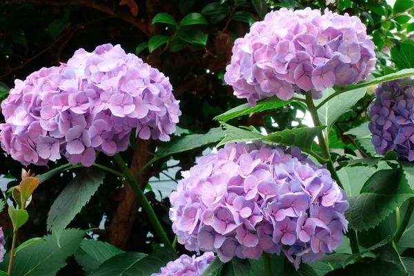 Pálida hermosa hortensias flores — Foto de Stock