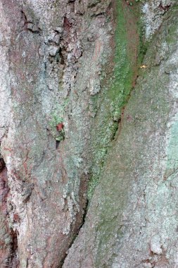 Ağaçlar yıllık halka Kazıklı