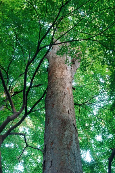 Verde brilhante de árvores — Fotografia de Stock
