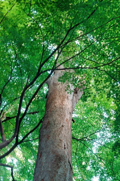 Verde brilhante de árvores — Fotografia de Stock