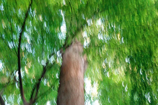 Glanzend groen van bomen — Stockfoto