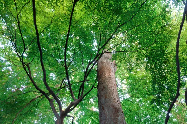 Vert brillant des arbres — Photo