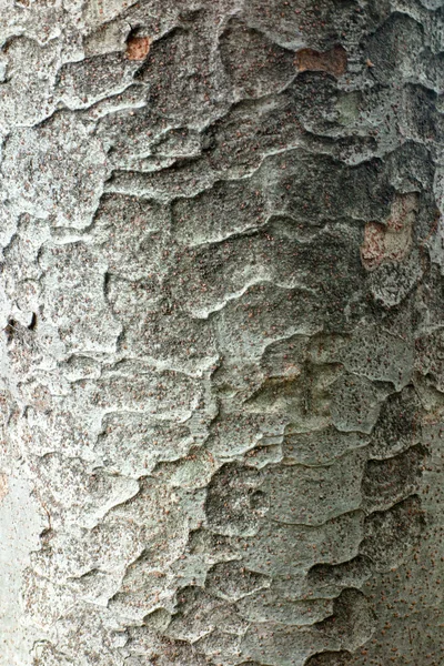 樹皮の詳細 — ストック写真