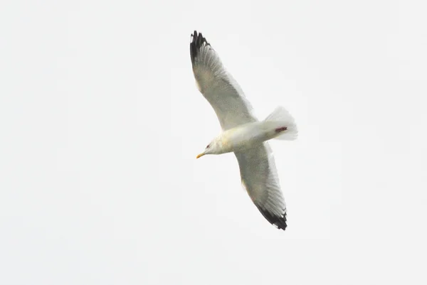 Jonathan ptaków Seagull — Zdjęcie stockowe