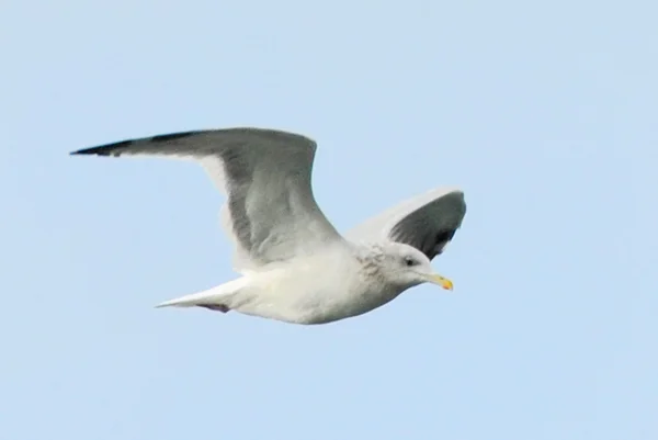 Jonathan of seabirds Seagull — Stock Photo, Image