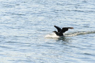 Seabird sofistike etkin tarzı