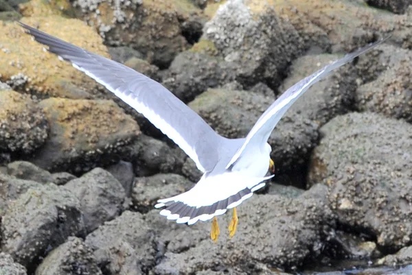 Wyrafinowany styl latania Seagull — Zdjęcie stockowe