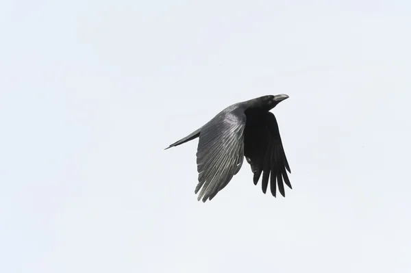 Crow vytříbený styl — Stock fotografie