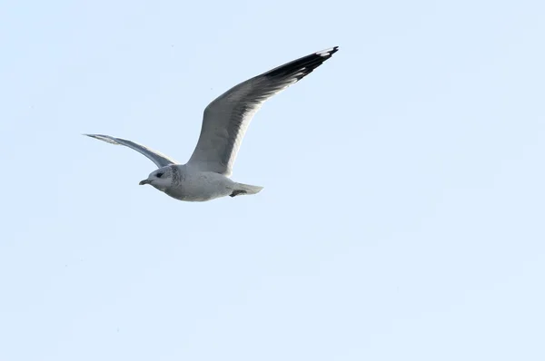 Wyrafinowany styl latania Seagull — Zdjęcie stockowe