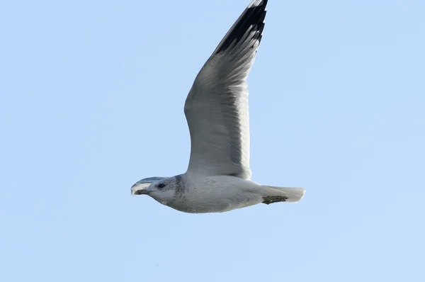 Sophisticated flying style of seagull — Stock Photo, Image