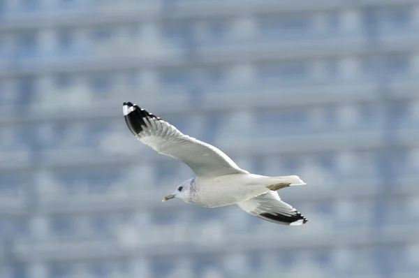 Sophisticated flying style of seagull — Stock Photo, Image