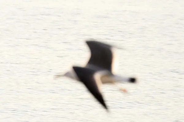 Estilo voador sofisticado de gaivota — Fotografia de Stock