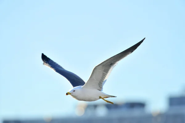 Sophisticated flying style of seagull — Stock Photo, Image