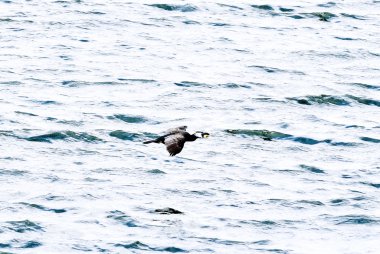 Çeviklik vahşi doğada, fero uçan