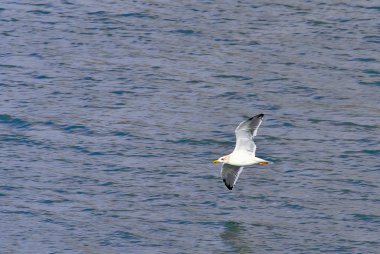 Martı, vahşi ve çevik