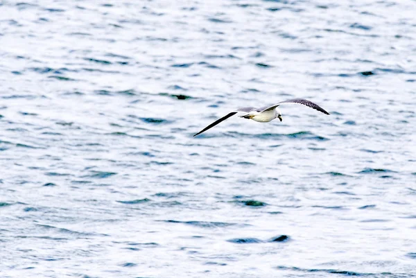 Seagull, vilda och agile — Stockfoto