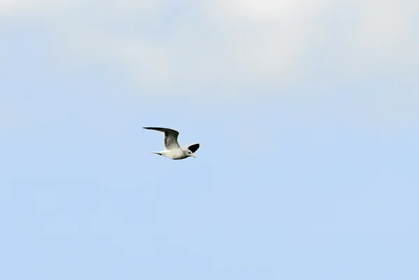 Seagull, wild and agile — Stock Photo, Image