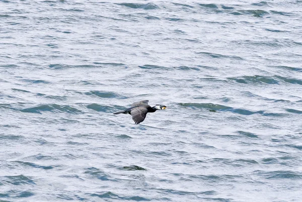 Agilità in natura, volo di fero — Foto Stock