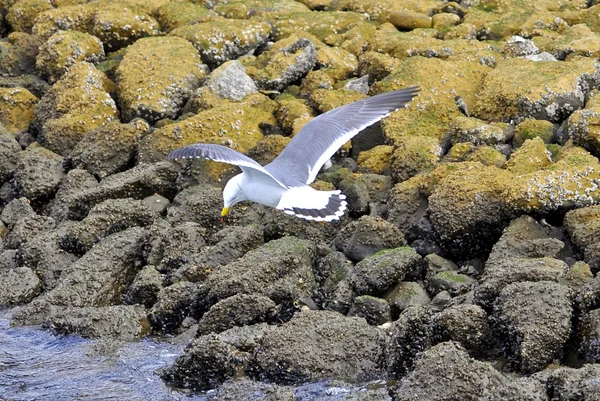 Seagull, vilda och agile — Stockfoto