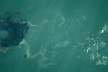 Göz kamaştırıcı seabird durumunu