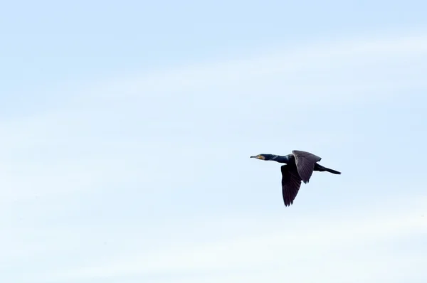 Göz kamaştırıcı seabird durumunu — Stok fotoğraf