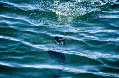 Seabird hızlı dalış