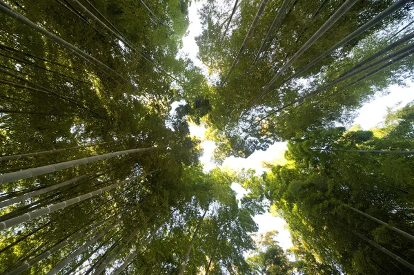 Bosque de bambú deslumbrante y brillante — Foto de Stock