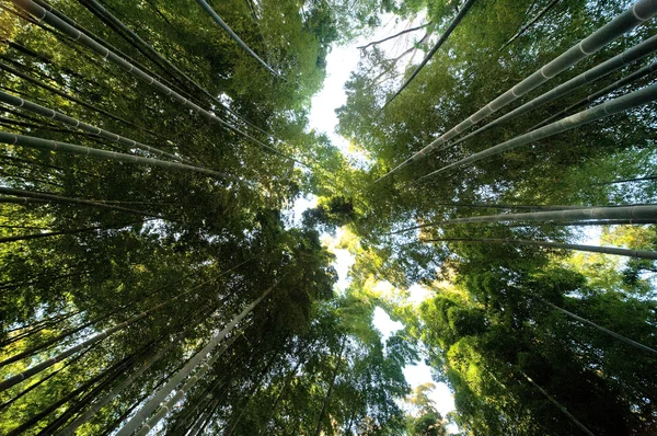 Bosque de bambú deslumbrante y brillante — Foto de Stock