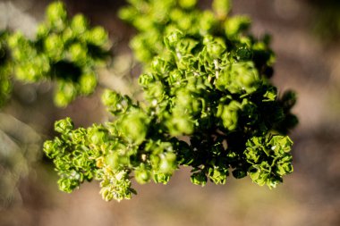 Sanatsal bulanıklıkla detaylandırılmış doğa