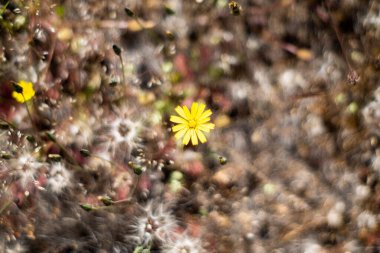 Sanatsal bulanıklıkla detaylandırılmış doğa