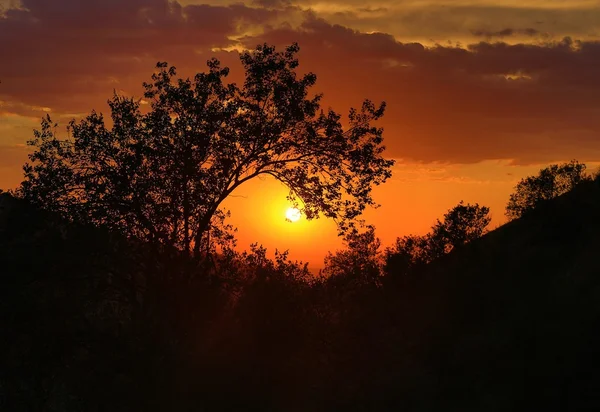 The tree and the sun at sunset — Stock Photo, Image