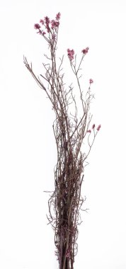 Beyaz arkaplanda yaban çiçeklerinin kuru kökleri