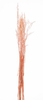 turuncu kuru bitki kökleri beyaz arkaplanda izole edilmiş