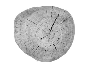 Kuru ahşabın gri kesiti beyaz arkaplanda izole edildi