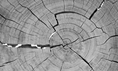 Kuru ahşabın gri kesiti beyaz arkaplanda izole edildi