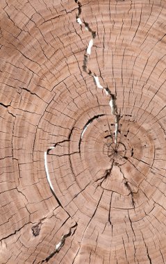 Kahverengi makro çatlamış çapraz kesitli kuru tahta dilimi.