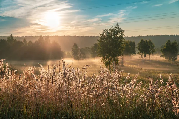 Şafak ışıkları kalın sisi delip geçer, ağaçları ve otları altın rengine çevirir ve yeni bir gün başlar..