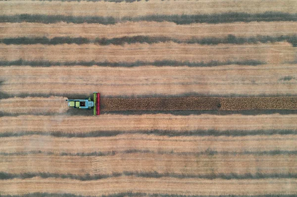 Yüksekten, hasat sürecini gözlemleriz. Hasat makinası gibi, tahıl taneleri, buğday hasadı Kuban 'da..