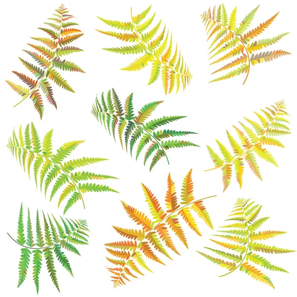 Sonbahar eğreltiotu yaprakları. Vektör çizim