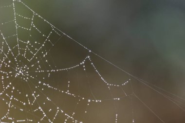 Örümcek ağında parıldayan çiğ damlaları