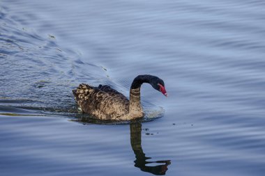 Yas tutan kuğu yeşil, pırıl pırıl suda yüzer