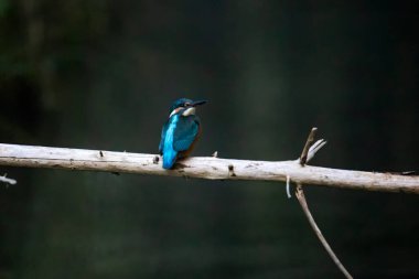 Kingfisher ormanda bir dalda