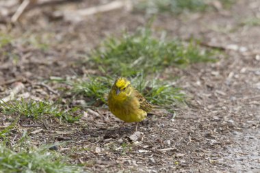 Sarı Çekiç orman zemininde yiyecek arıyor.