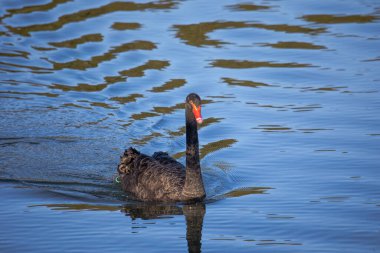 Yas tutan kuğu yeşil, pırıl pırıl suda yüzer