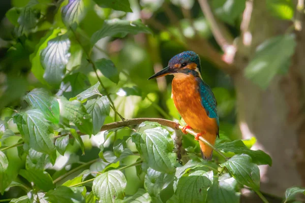 Kingfisher Sur Une Branche Dans Forêt — Photo